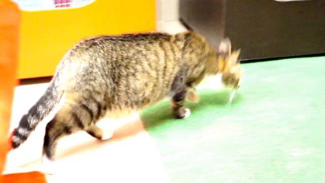 Максимилиан смотреть онлайн