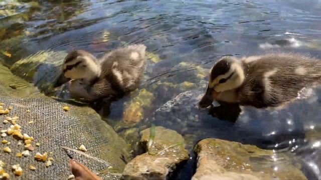 Ducklings enjoy in-lake food service смотреть онлайн