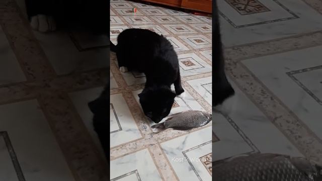 По сути вкусно... кошка и рыба. #кот #кошки #рыба #прикол #озвучка #животные #смешныеживотные смотреть онлайн