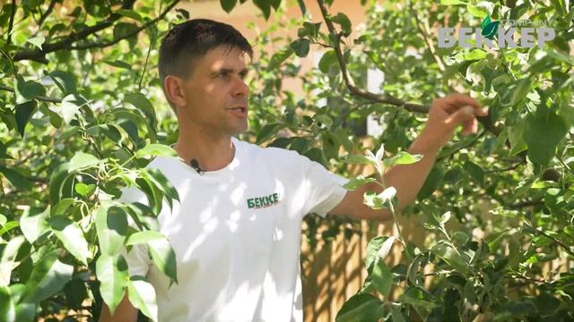 Уход за яблонями и грушами. Выращивание яблони и груши: основные правила ухода. смотреть онлайн