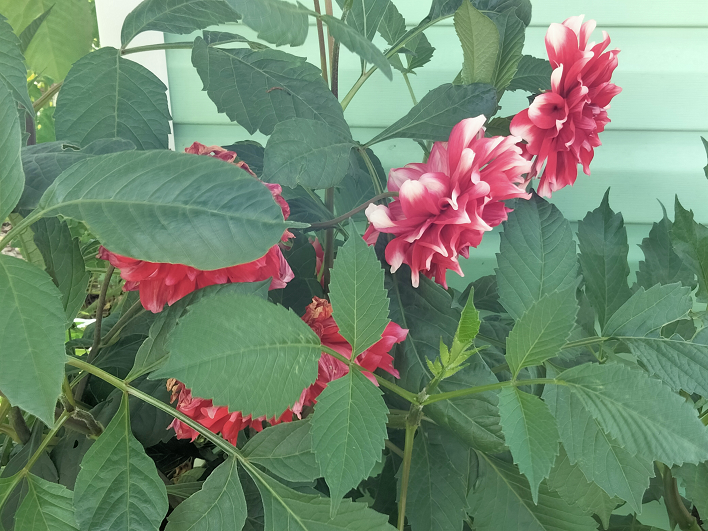 ГЕОРГИНЫ смотреть онлайн