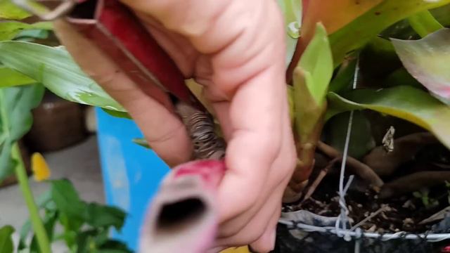 BROMELIADS CARE TIPS 🌿