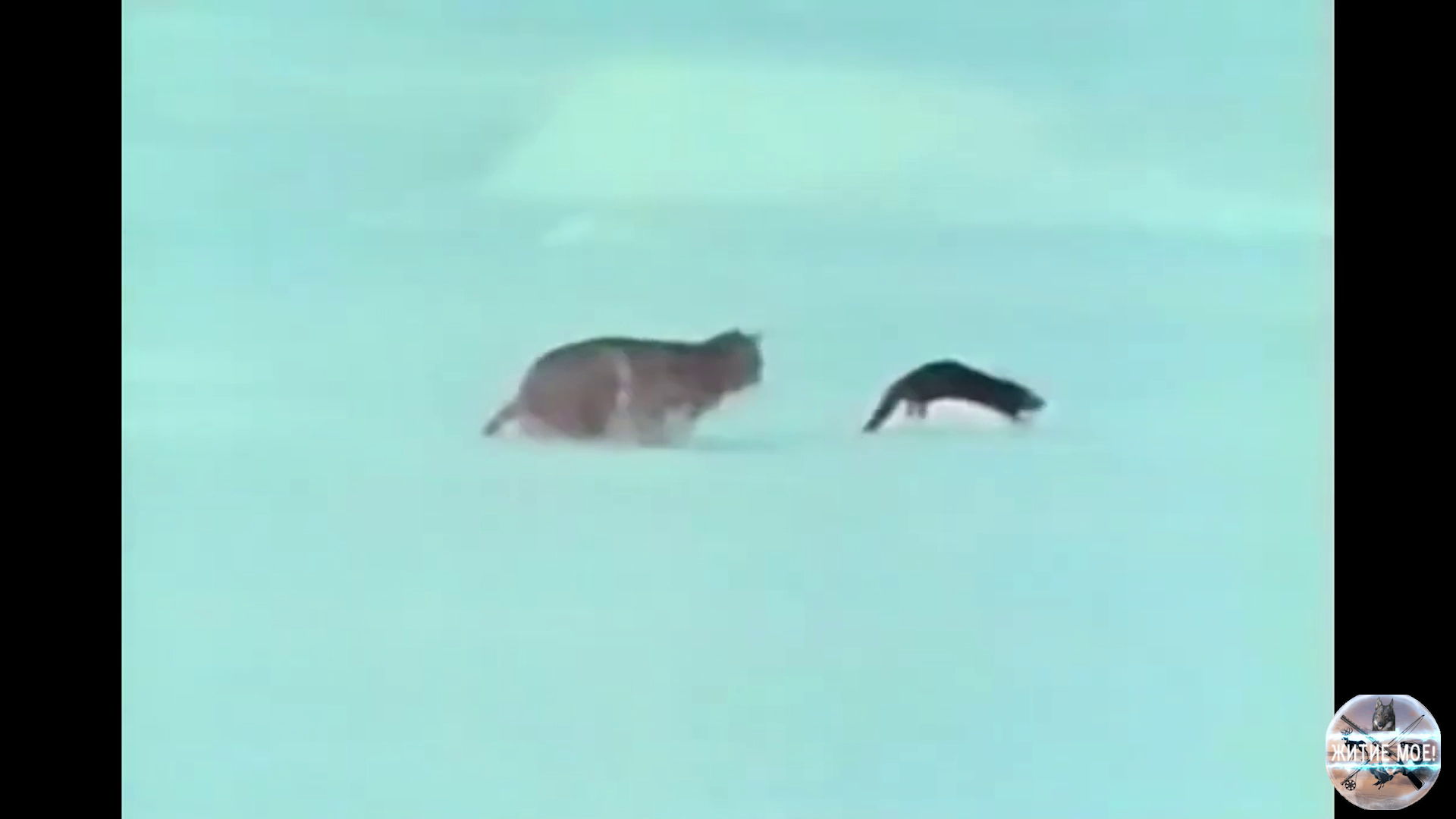 Норка против рыси. Норка против зайца. смотреть онлайн