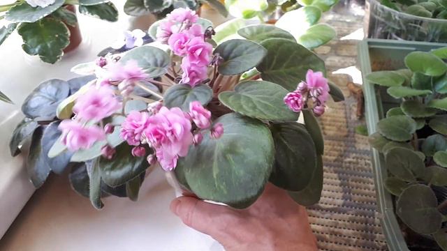 ШИКАРНОЕ ЦВЕТЕНИЕ ФИАЛОК! ЛОТЕРЕЯ! смотреть онлайн