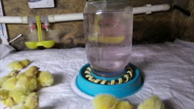 Для новичков!! Вылупились птенцы перепелов, как не загубить малышей!!Какие действия))) смотреть онлайн