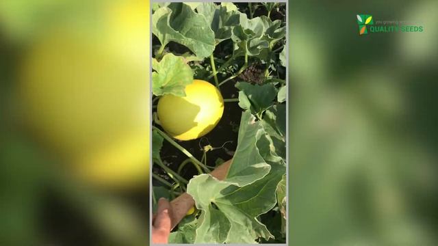 Дыня F1 Луз - новый уникальный гибрид. Обзор дыни. смотреть онлайн