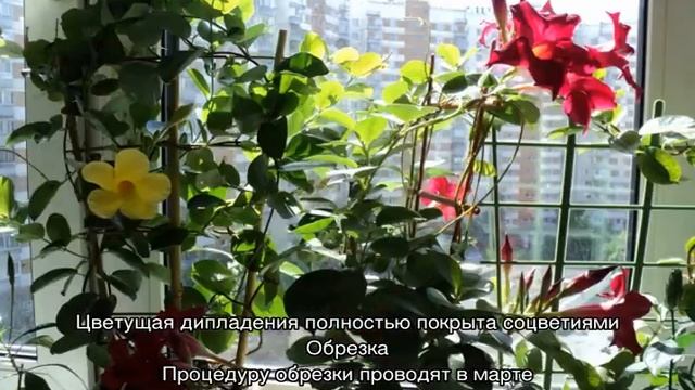 Дипладения — выращивание и уход в домашних условиях