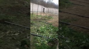 Ферма  на 50 голов для откормы Быков привязного содержания ,в процессе стройки …