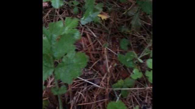 ДИКИЙ КАРПФИШИНГ ! РАЗВЕДКА ОЗЕРА В ГЛУШИ ! РЫБАЛКА ! смотреть онлайн