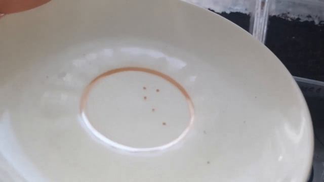 Кохия, агератум, немезия, львиный зев, люпин, алиссум, шалфей дубравный, бархатцы Тайшан... смотреть онлайн