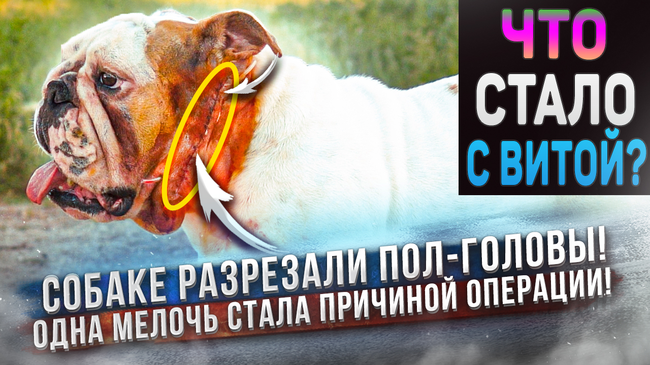 Произошло что-то страшное! Собаке Наложили более 20 швов на морду! Чья вина? смотреть онлайн