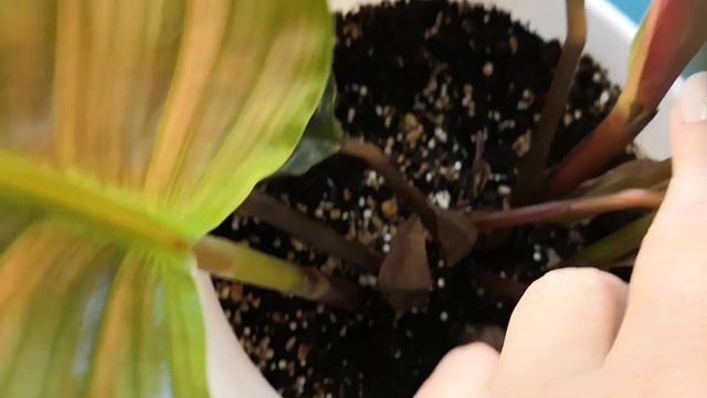 Красавицы Калатеи. #комнатныерастения #калатея #комнатныецветы