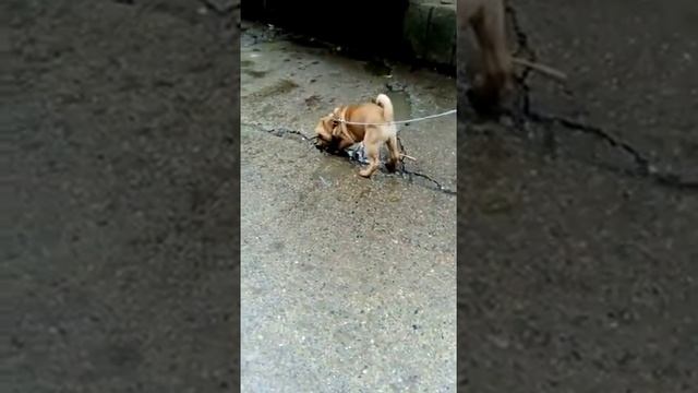 Метис шарпея и хрюши? смотреть онлайн