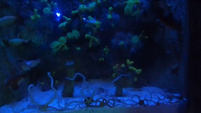17 tube anemone blenny brittle star Oceanografico Valencia 2017 смотреть онлайн