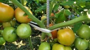 Томат Софа. Вкусный и урожайный!