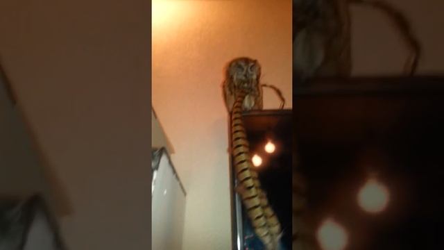 Все перья почистим))) смотреть онлайн