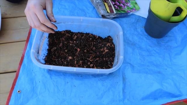 Planting Bletilla striata (Hardy Orchid) Bulbs смотреть онлайн