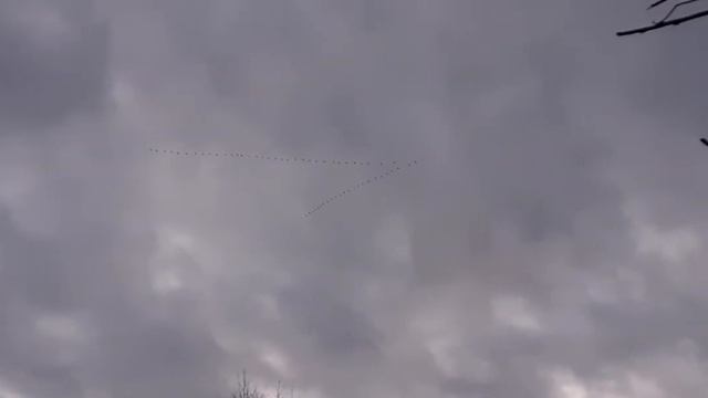 Весенняя ОХОТА на ТЯГЕ ВАЛЬДШНЕПА! смотреть онлайн