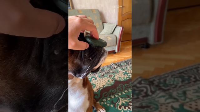 Boxer Tyson. Funny animals Team in five minutes смотреть онлайн