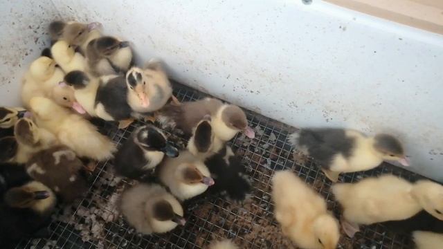 Наши новые утята - индийские бегунки смотреть онлайн