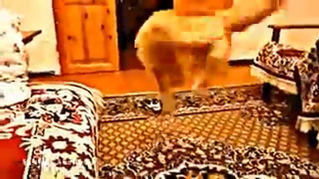 Угарный кот, пугается под марио