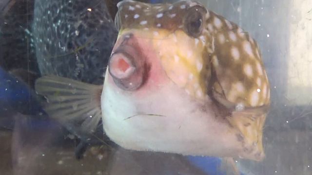 魚の胸ビレは、海の中でバランスをとったり、旋回、止まる、減速、バックするときに活用します。ハコフグが、最もわかりやすく動かしています。ひれの役割説明。