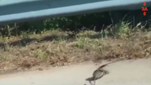 Животные спасают друг друга, добрые животные в деле! Случаи, снятые на камеру "за 5 минут" смотреть онлайн