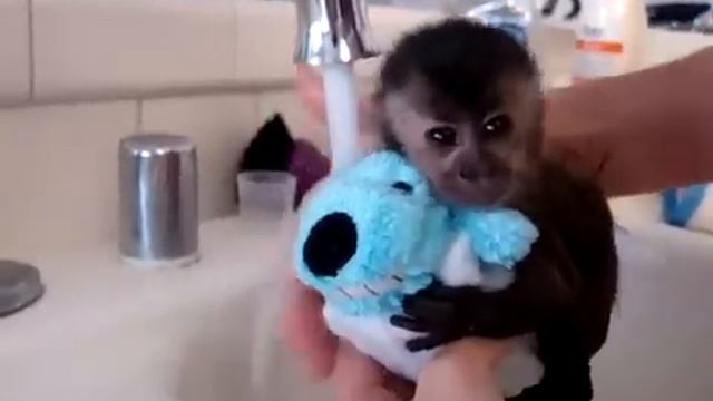 Купание крохотной обезьянки смотреть онлайн