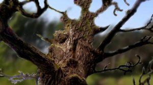 На краю дороги стоял дуб...не тревожась и ничего не желая. Отрывок "Война и мир" Толстого