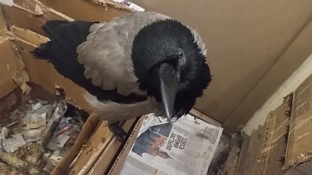 Волшебник вышел из медитации и разгоняет 26 08 21 смотреть онлайн