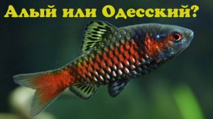 Ликбез: Барбус. Алый или Одесский?