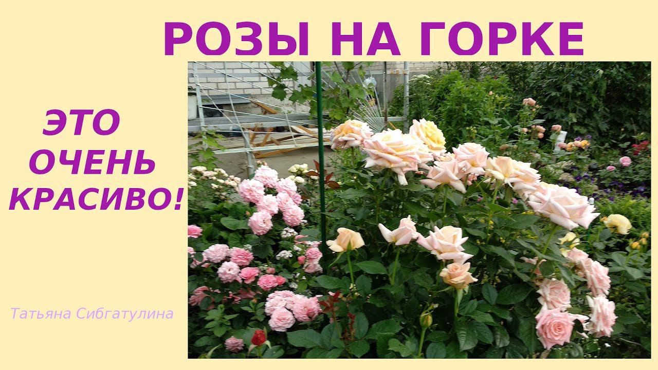 Как создать красивый розарий. Розы на горке. смотреть онлайн