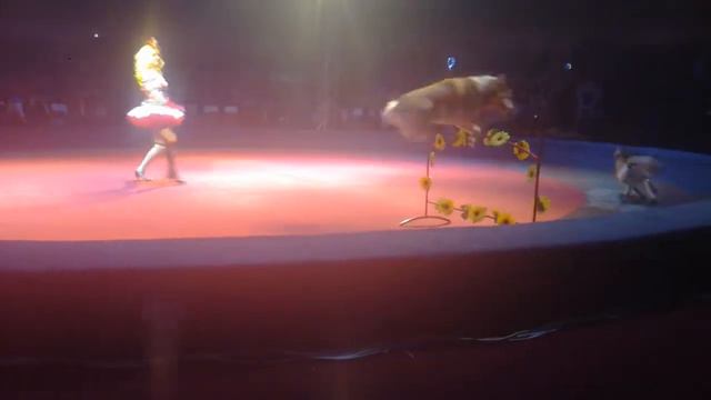 Выступление собак. смотреть онлайн