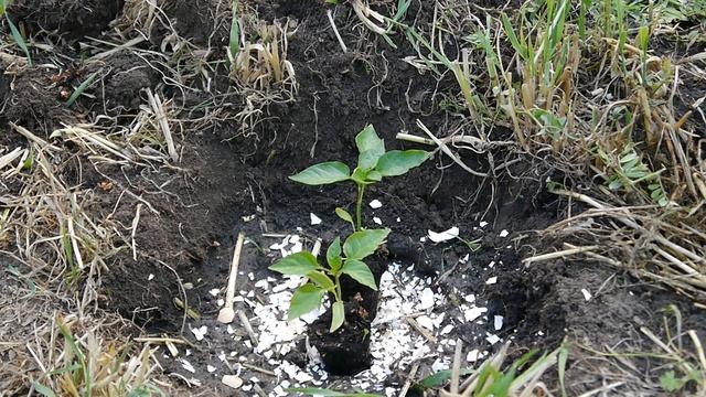 ПОСАДКА ПЕРЦА В ОТКРЫТЫЙ ГРУНТ / ЧТО ДОБАВИТЬ В ЛУНКУ ПРИ ПОСАДКЕ !!! смотреть онлайн