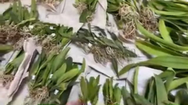 Новая поставка орхидей из Бразилии смотреть онлайн