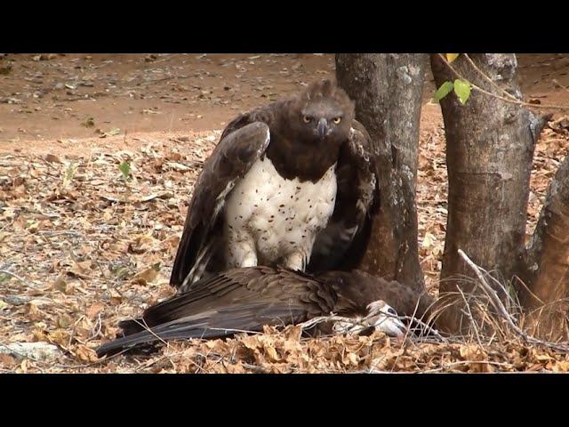 ОРЕЛ В ДЕЛЕ 2! Удивительные Моменты нападения орлов! смотреть онлайн