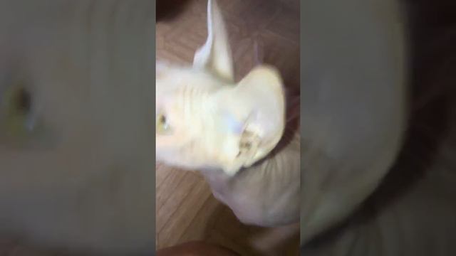 Кототерапия от питомника 