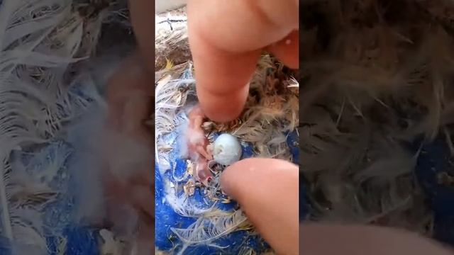 Канарейка,вылупляются птенцы.Первые минуты жизни маленьких канареек смотреть онлайн