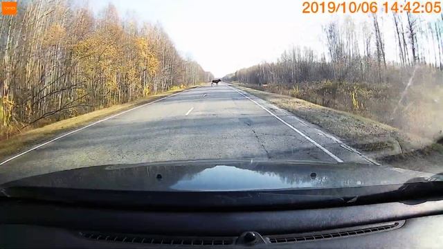 Лось. Колпашевский район смотреть онлайн