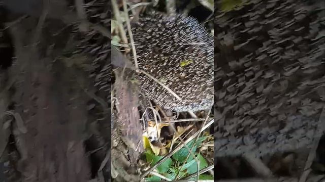 история про ёжика 2часть смотреть онлайн