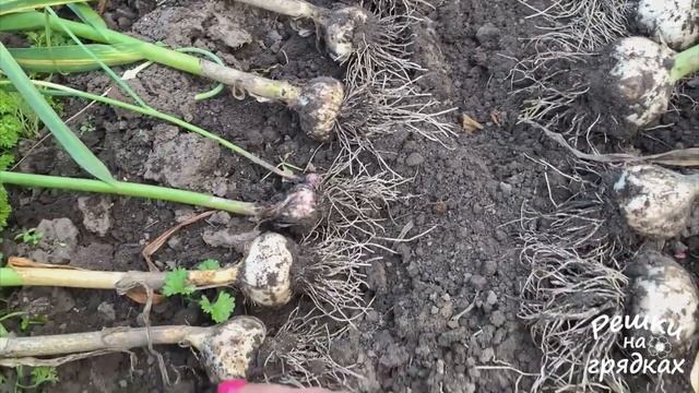 Чеснок шикарный! Собрали урожай! смотреть онлайн