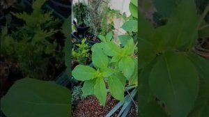 Цитокининовая паста творит чудеса. Применяйте для стимуляции роста боковых побегов