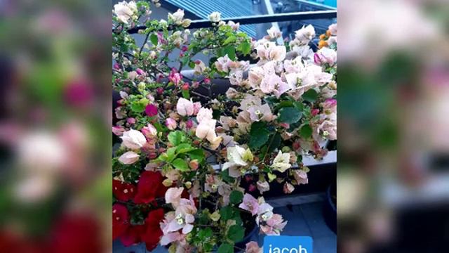 Bougainvillea(Saron) смотреть онлайн