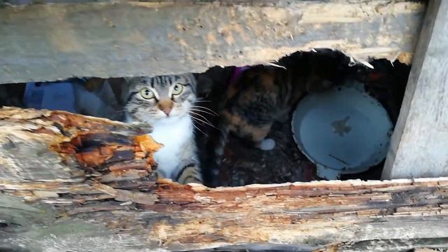 Прелестные Котята живут в сарае. Ищут добрые руки смотреть онлайн
