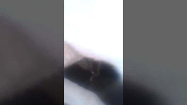 Алабай защитник доброя сабака смотреть онлайн