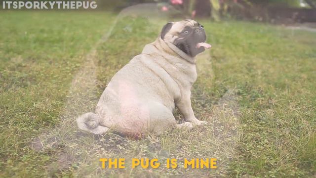 "Pugfect" by Pug Sheeran ("Perfect" by Ed Sheeran Pug version) смотреть онлайн