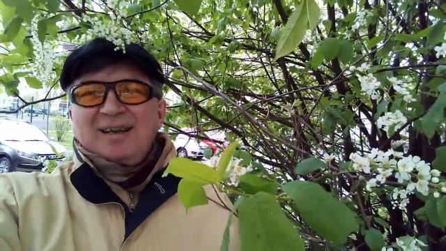 2023. 7 МАЯ. НАКОНЕЦ-ТО ЗАЦВЕЛА ЧЕРЁМУХА! Тихвин весной наполняется... смотреть онлайн