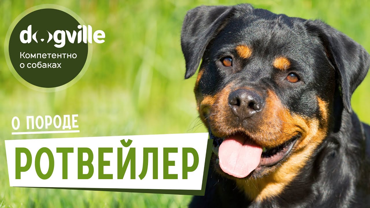 Ротвейлер - О породе - Как выбрать щенка Ротвейлера? смотреть онлайн