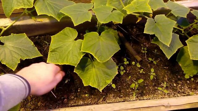 Огурцы в зимней теплице! Жизнь на Кубани смотреть онлайн