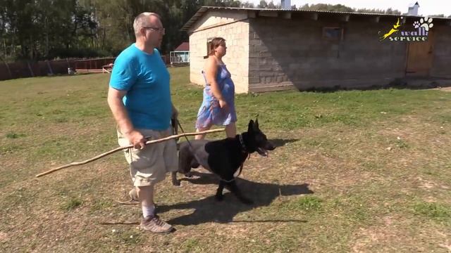 Поведение собак, овчарка и овцы, первая встреча, добрый хищник смотреть онлайн